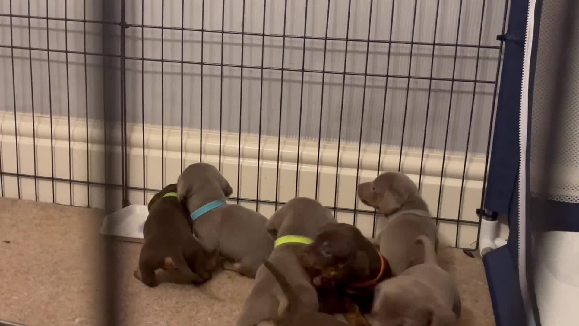 Dachshund dogs for sale: Beautiful dachshund puppies for sale- ready soon - Video 1