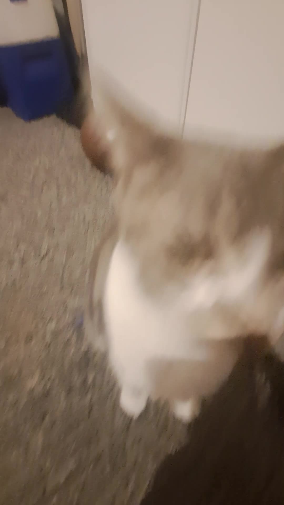 British Shorthair cats for sale: Ollie and Pebble - Video 2