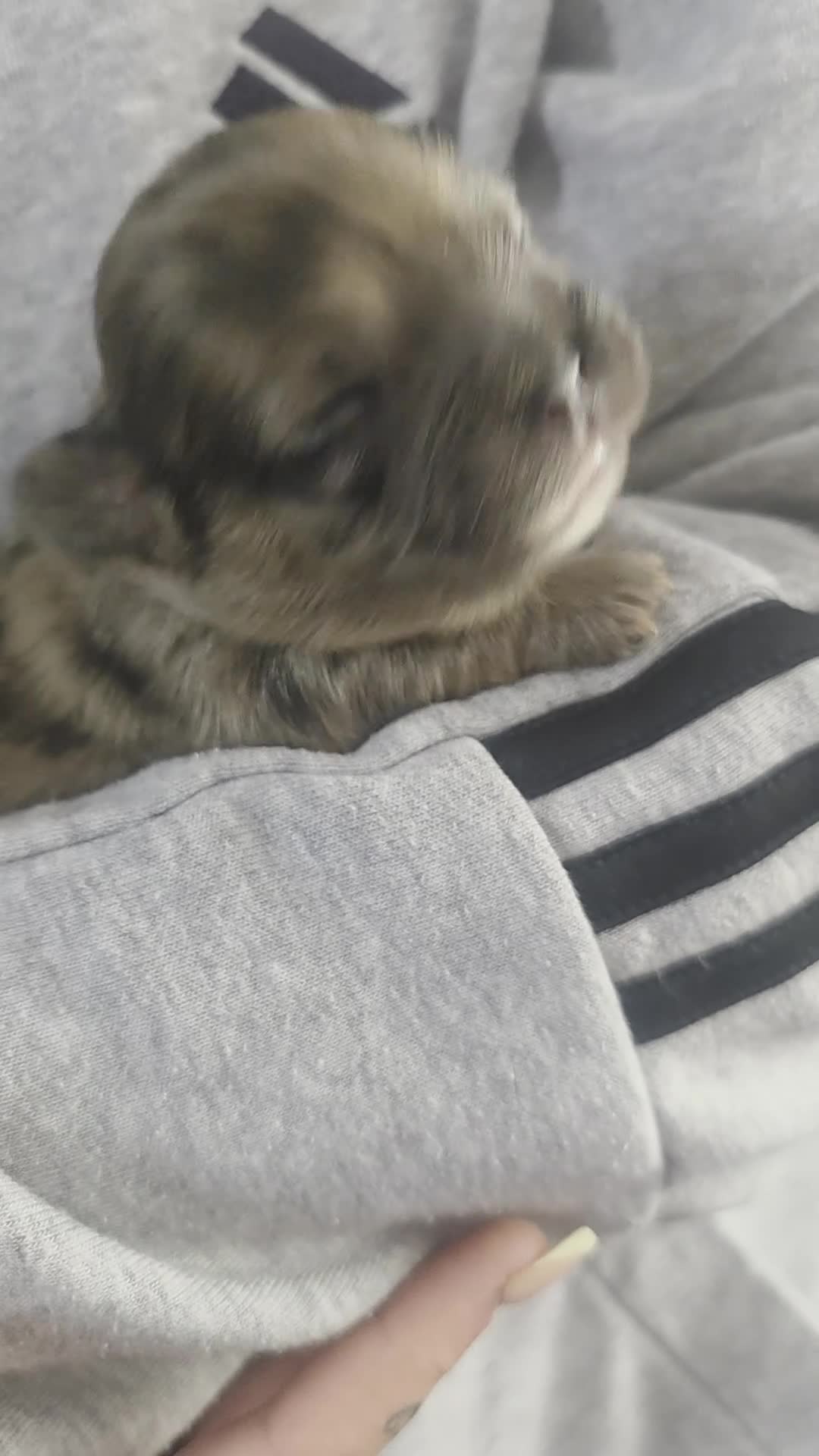 Mixed Breed dogs for sale: French Bull Tzu. 5 weeks old  - Video 3