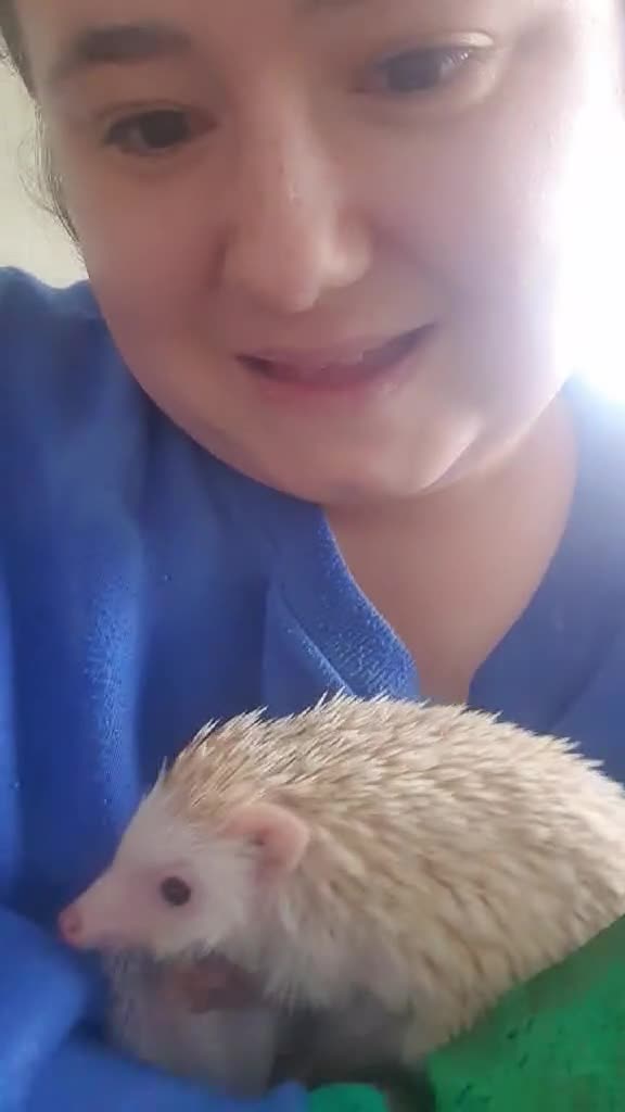 Pygmy Hedgehog rodents for sale: 2 Beautiful female african pygmy hedgehogs   in High Wycombe - Video 3