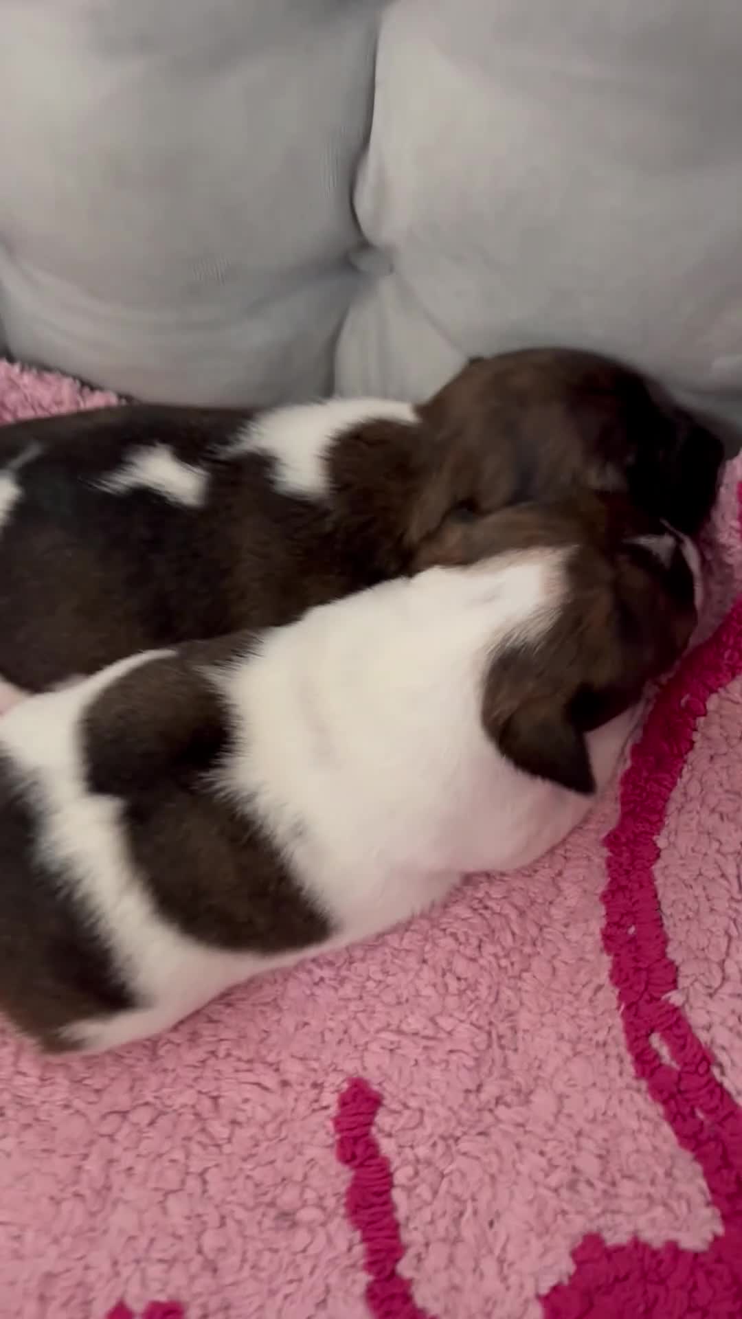 Jack Russell dogs for sale: Jack Russell puppies  - Video 1