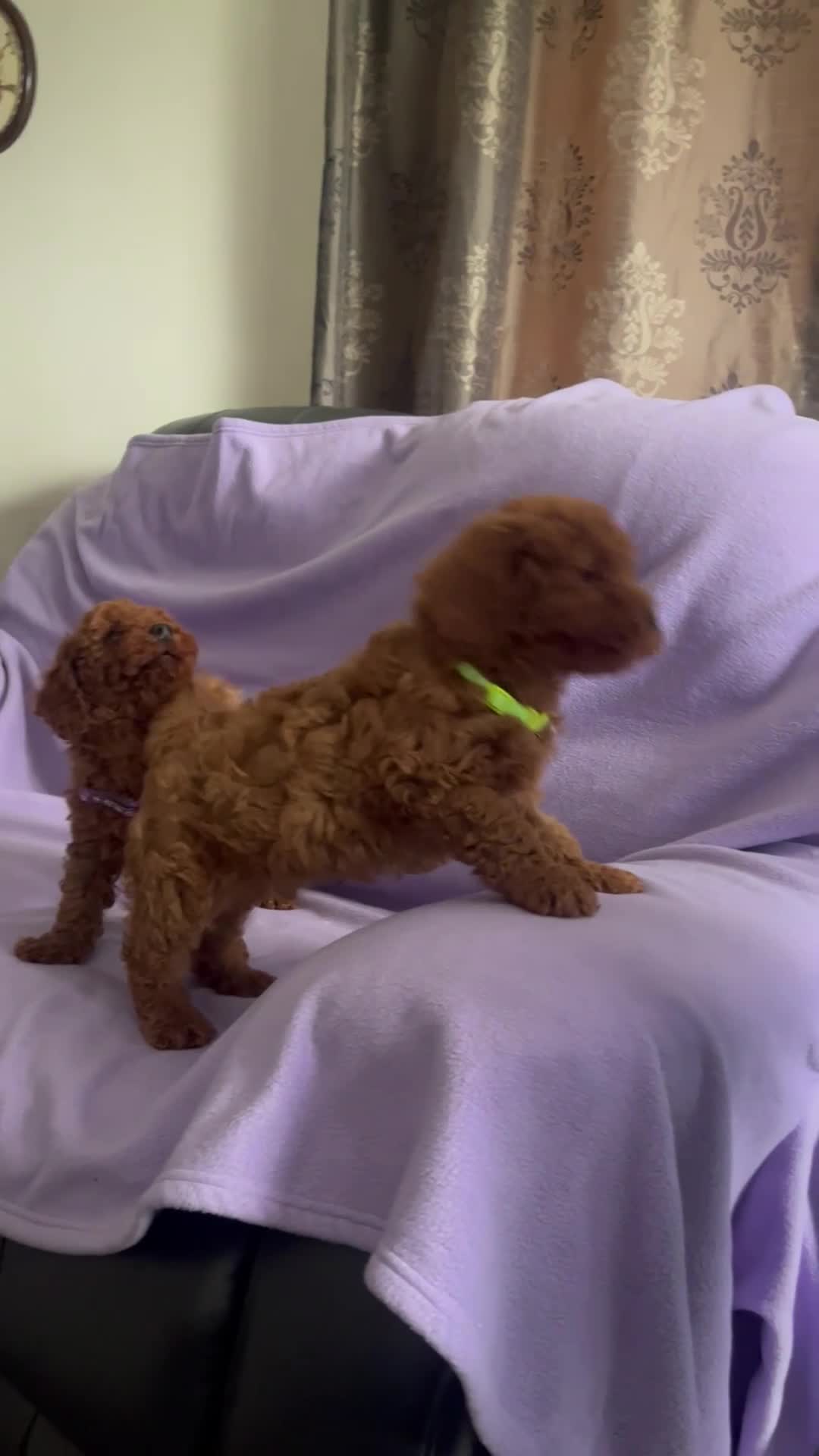 Toy Poodle dogs for sale: 4 red toy poodle pups  - Video 2