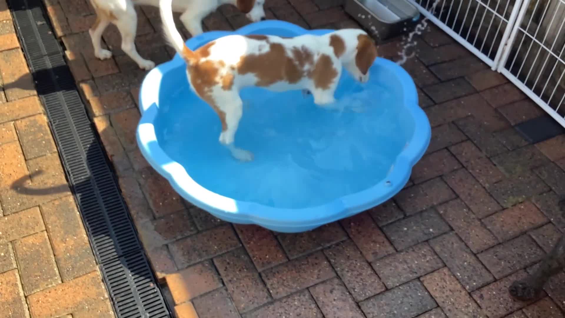 Mixed Breed dogs for sale: American Beagle x Cav + Poodle x Springer Spaniel  - Video 1