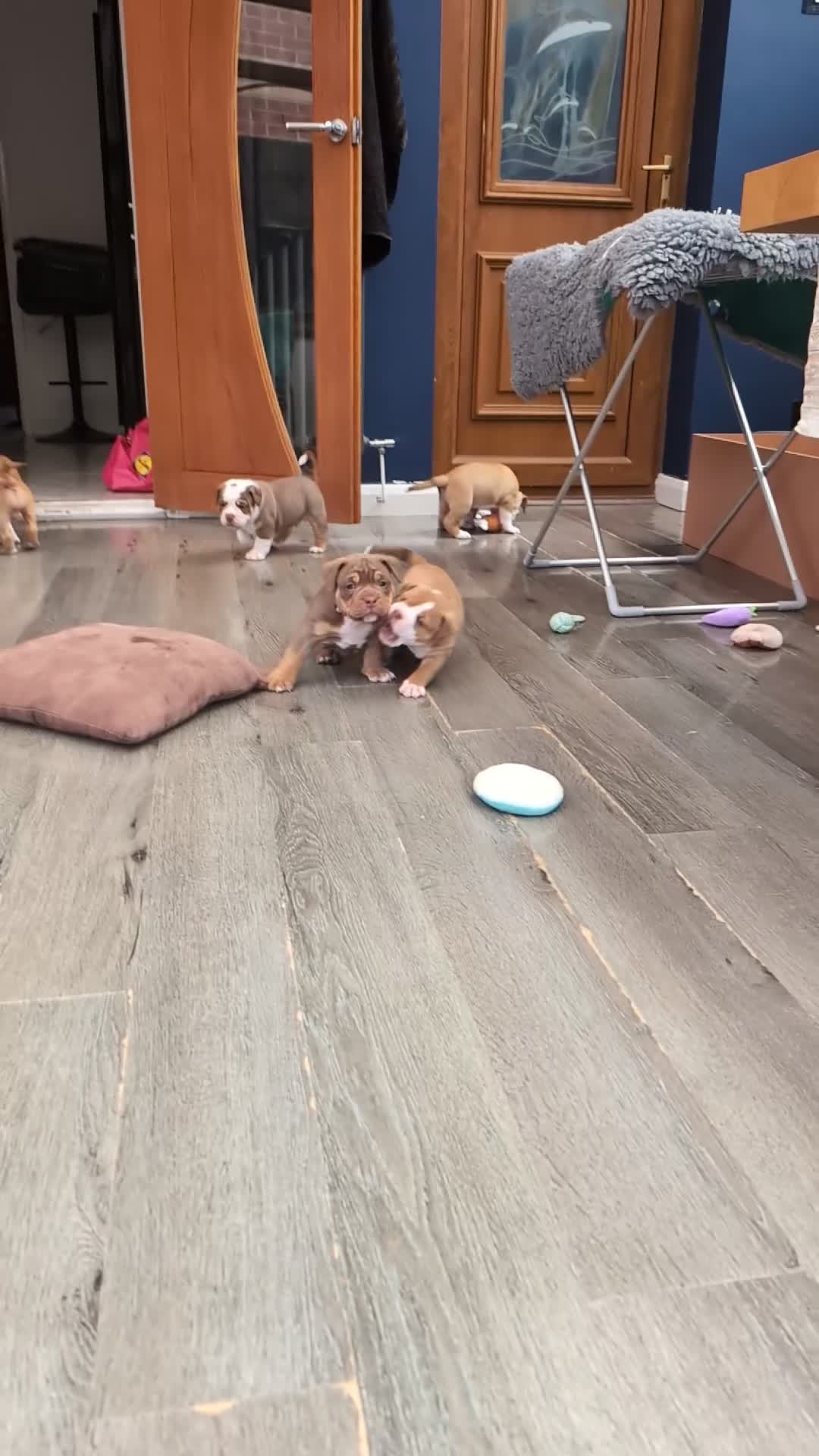 Olde English Bulldogge dogs for sale: READY NEXT WEEK! - OEB Puppies NEBBR ✅ 3rd Gen - Video 1