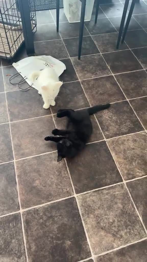 Mixed Breed cats for sale: Beautiful, energetic kittens  in Milton Keynes - Video 2