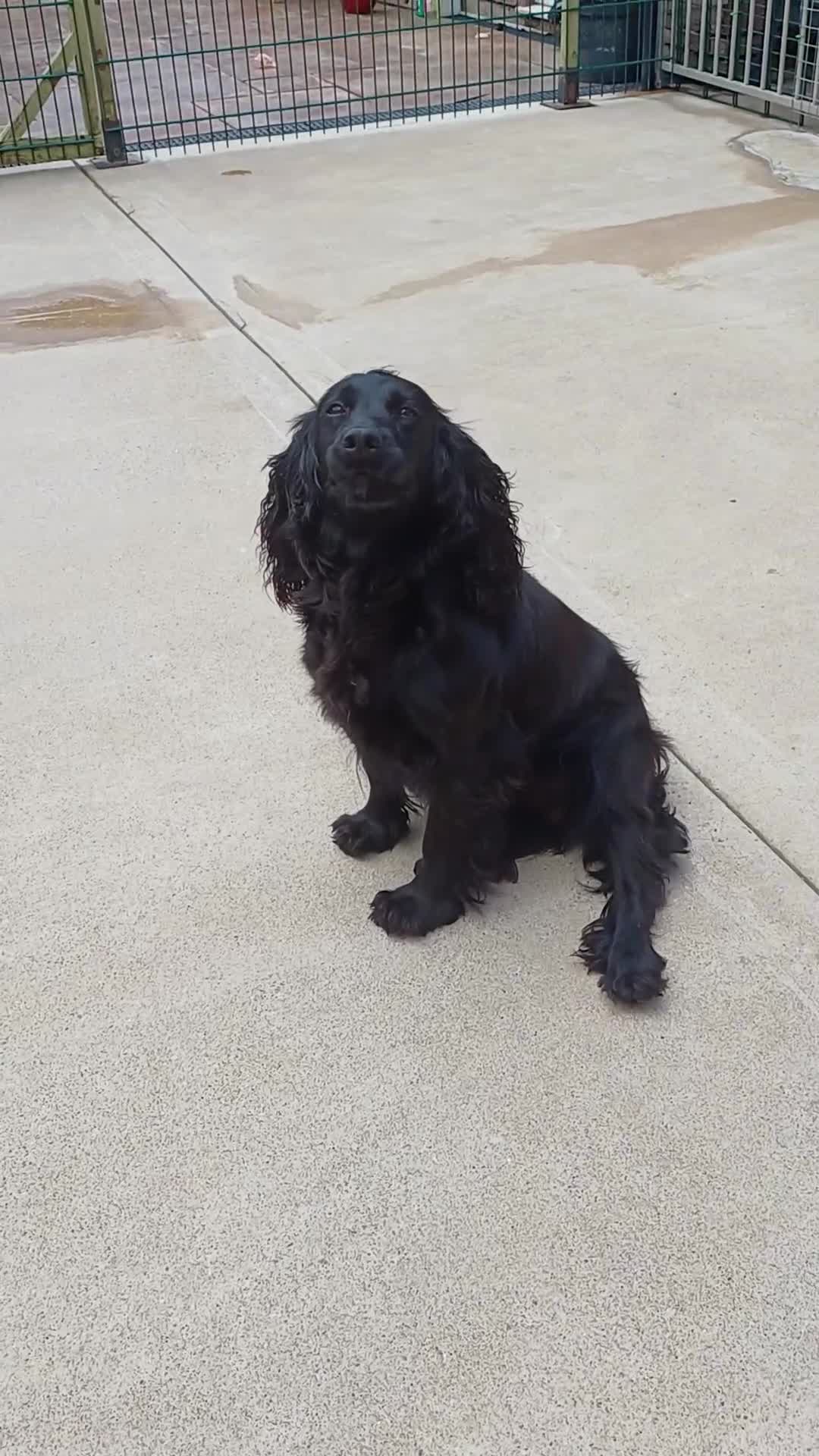 Cocker Spaniel dogs for sale: 1 MALE  AVAILABLE  COCKER PUPS  - Video 2