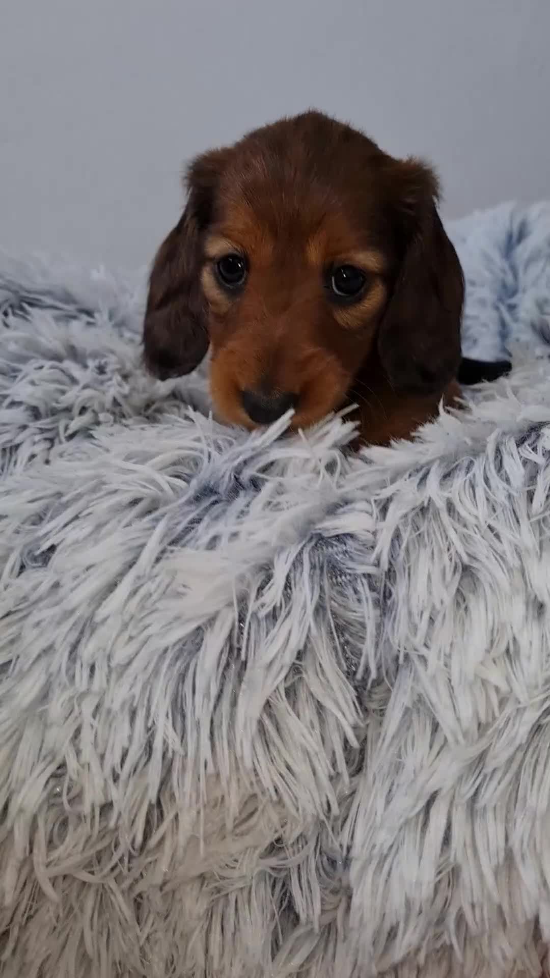Miniature Dachshund dogs for sale: 4 dapple 2 shaded red Lh puppies,Pra clear - Video 2