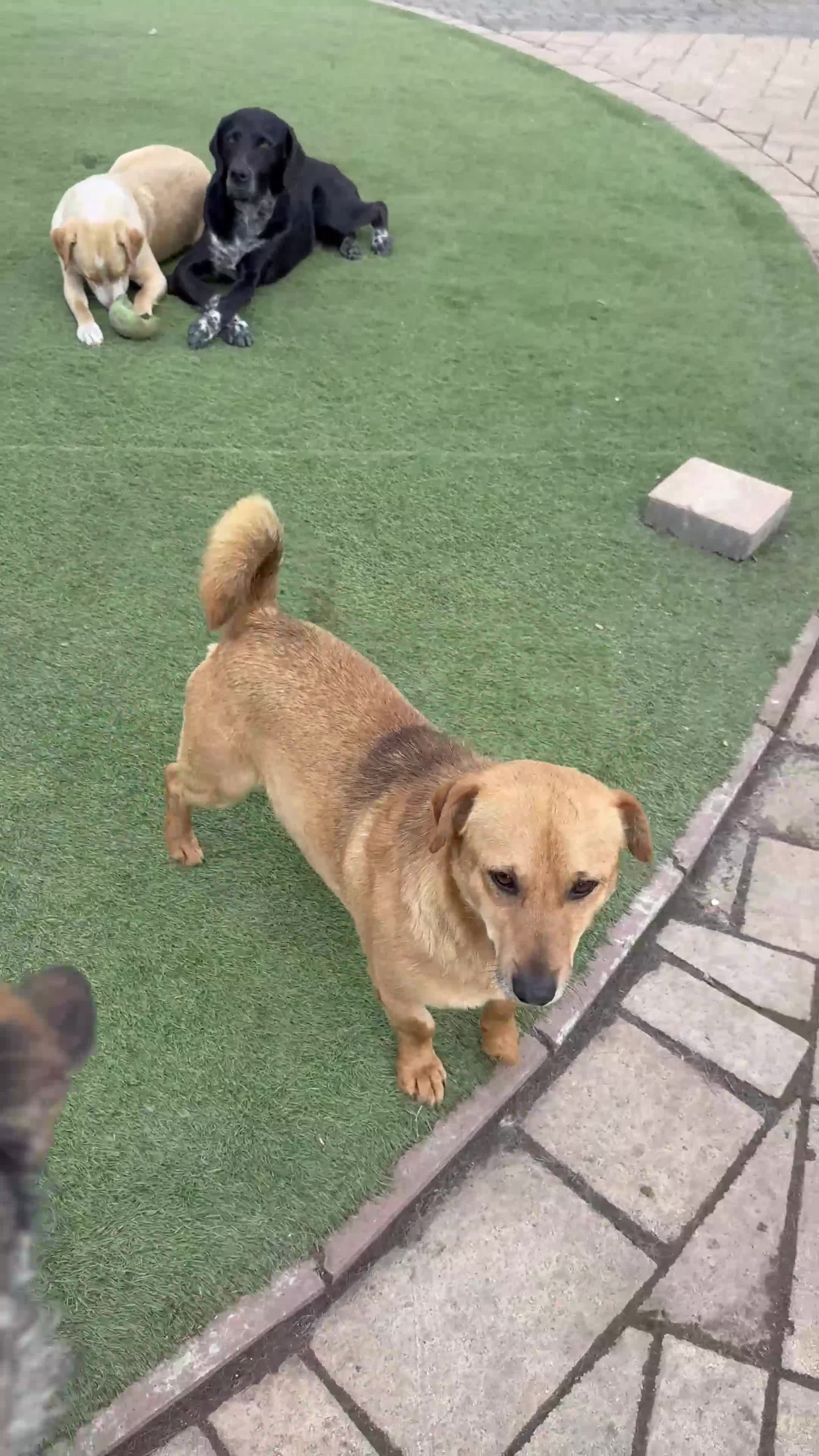 Mixed Breed dogs for adoption: Cute Jerry Needs Love  - Video 1