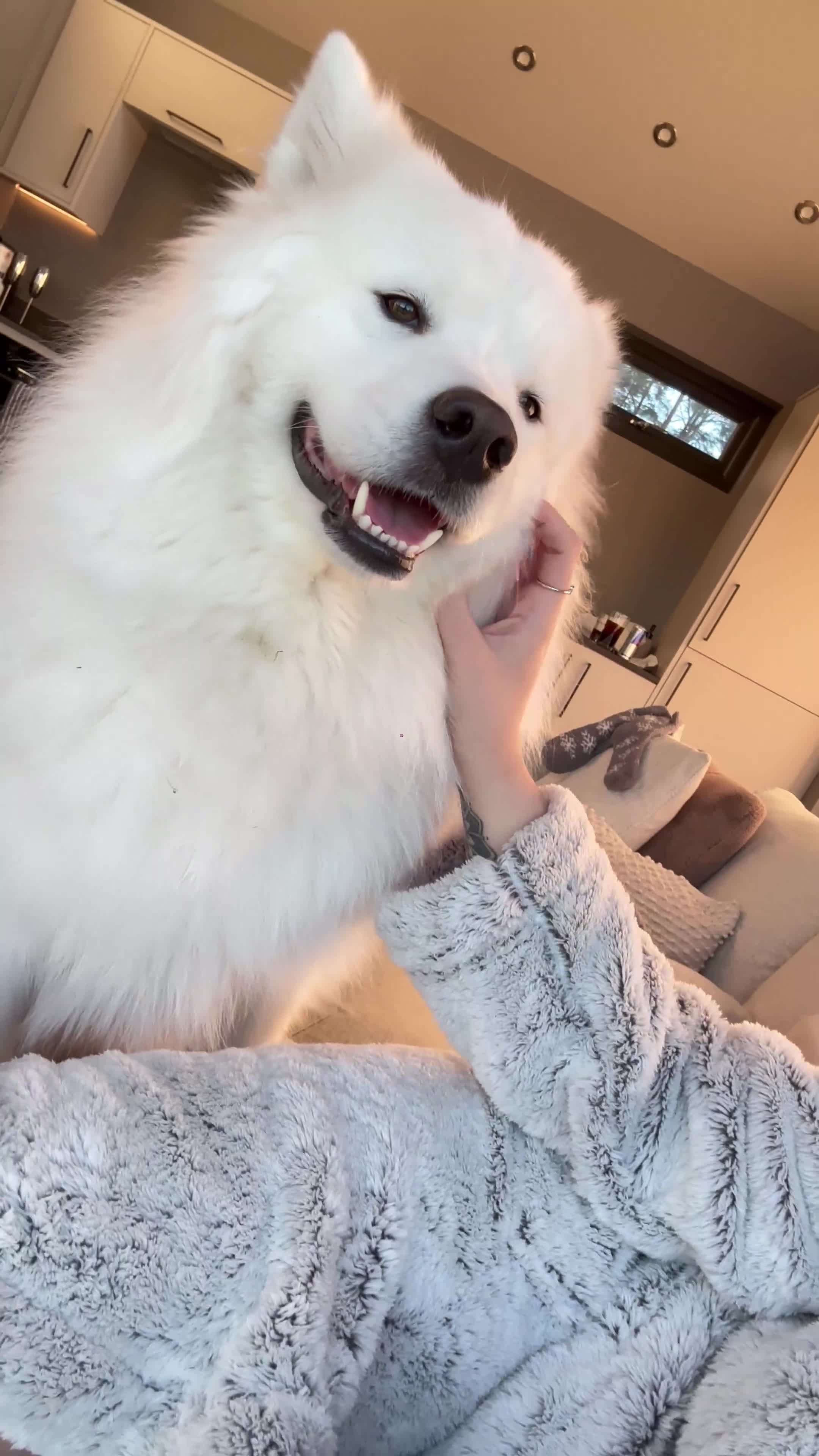 Samoyed dogs for sale: Fluffy, Friendly 3 year old Samoyed - Video 1