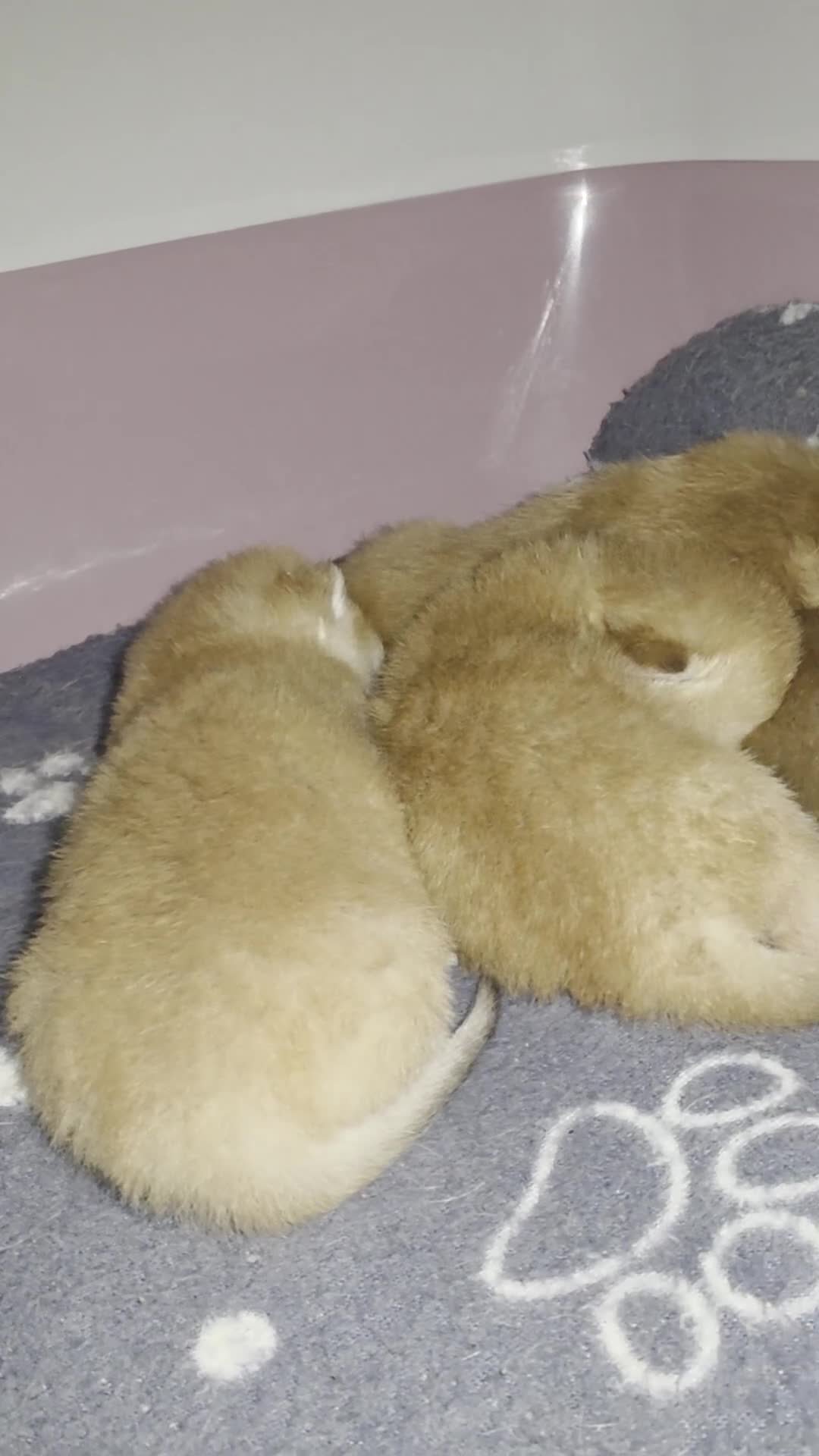 Scottish Fold cats for sale: Scottish fold Golden chinchilla  - Video 1