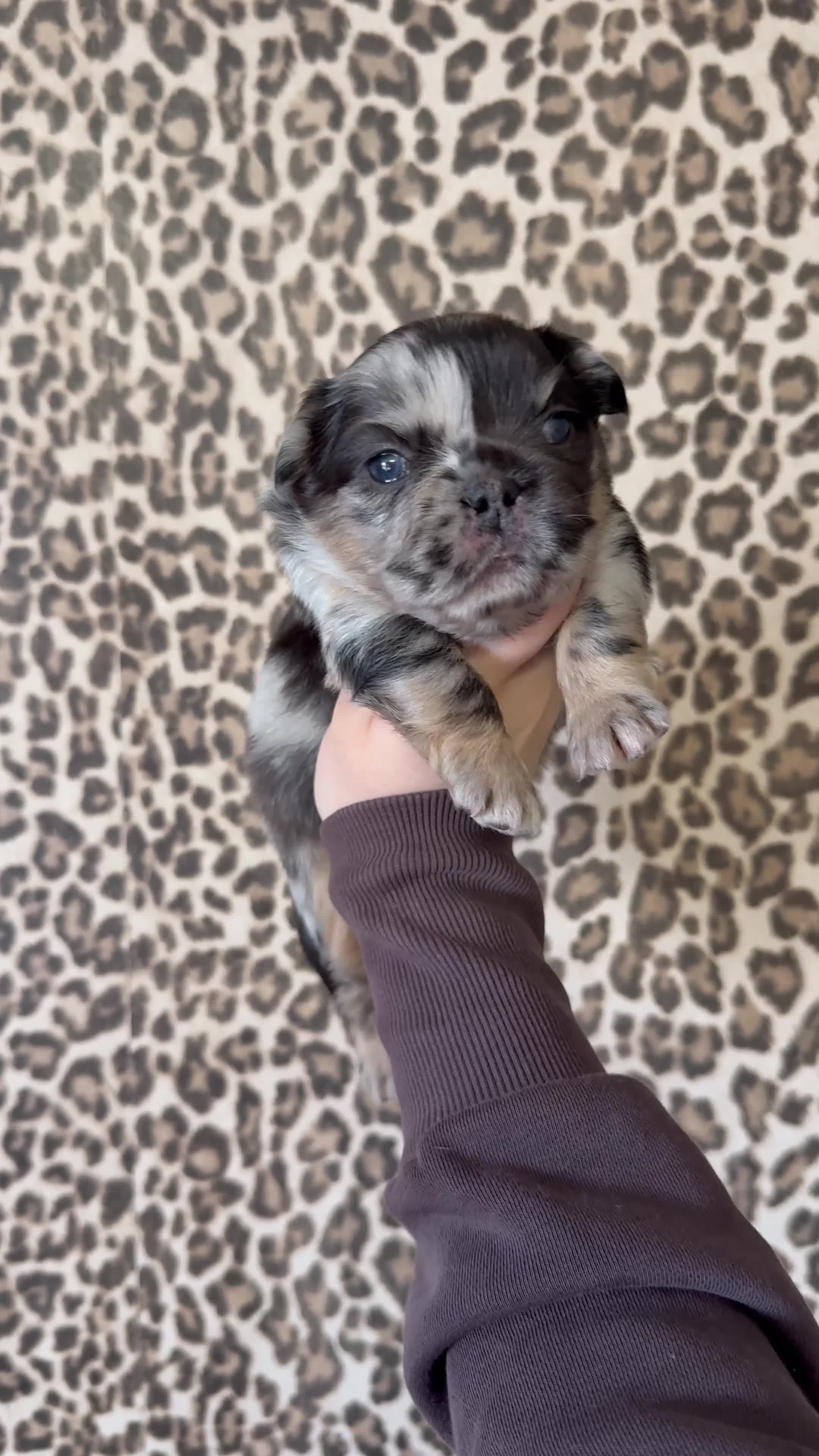 French Bulldog dogs for sale: Quality French bulldog puppies 🐾🔥 - Video 2