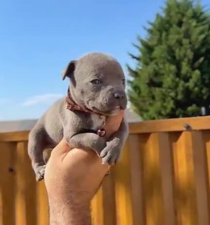 Staffordshire Bull Terrier dogs for sale: Solid Blue staffs short & stocky Type  - Video 2