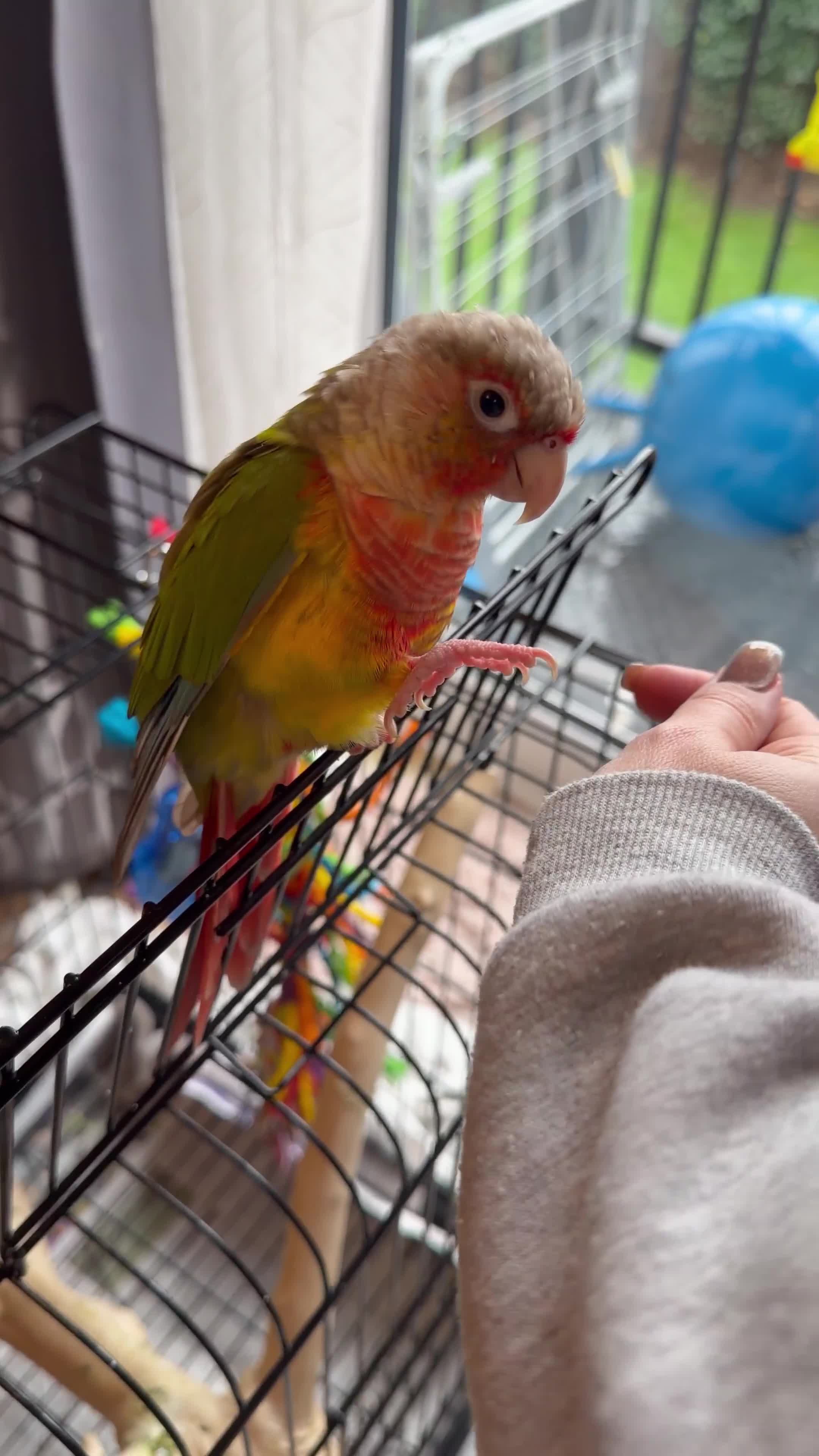 Conures birds for sale: 3 year old Conure - Video 1
