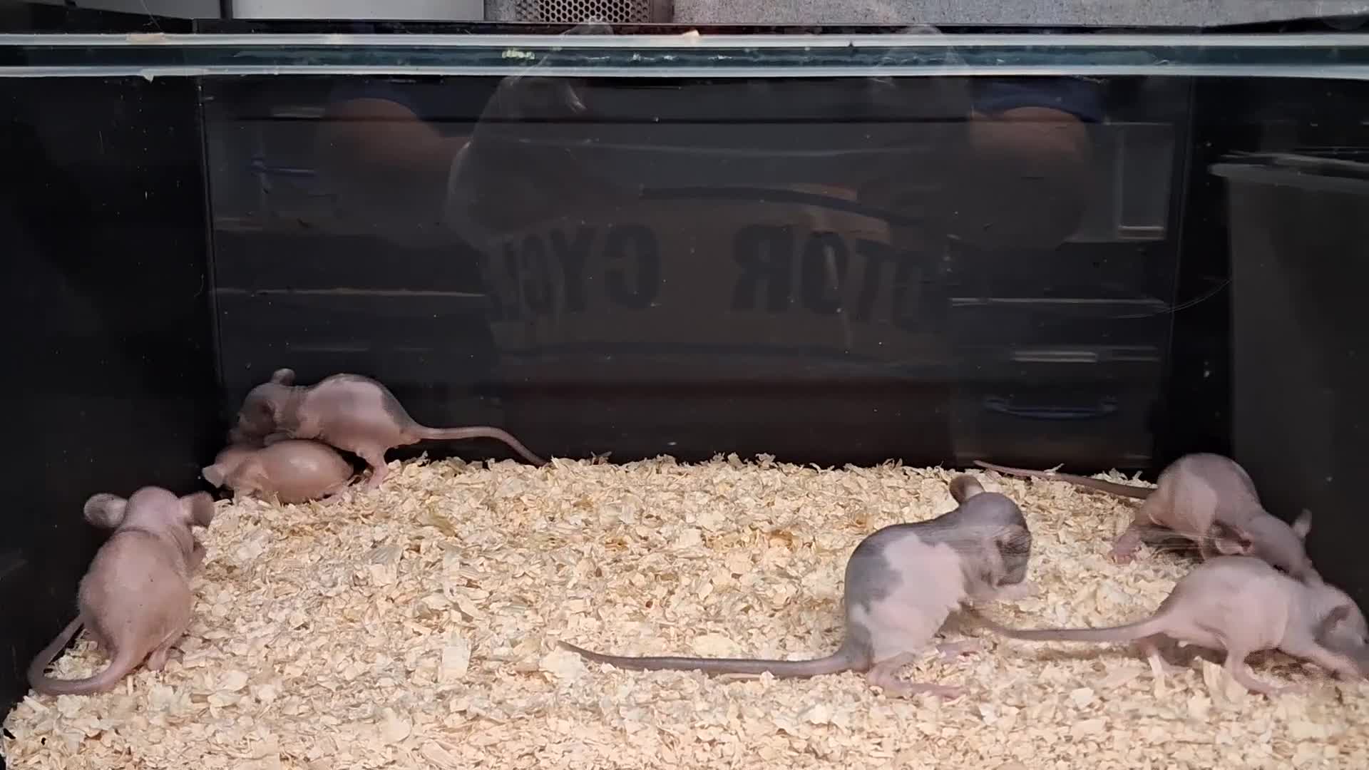 Rat rodents for sale: Baby Dumbo Rat's, Natural , Rex , Nakeds  - Video 2