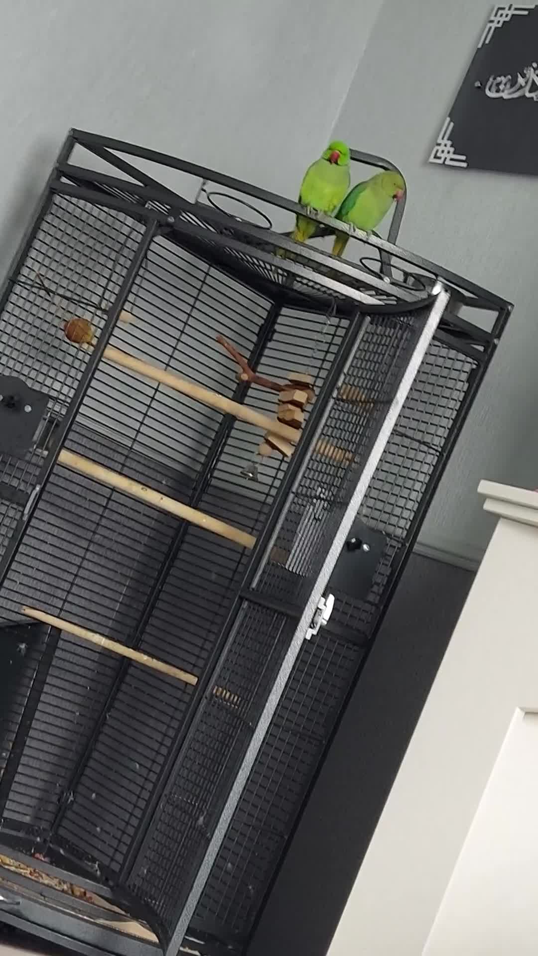 Ringnecks birds for sale: Ringneck bonded pair male and female 19 month - Video 1