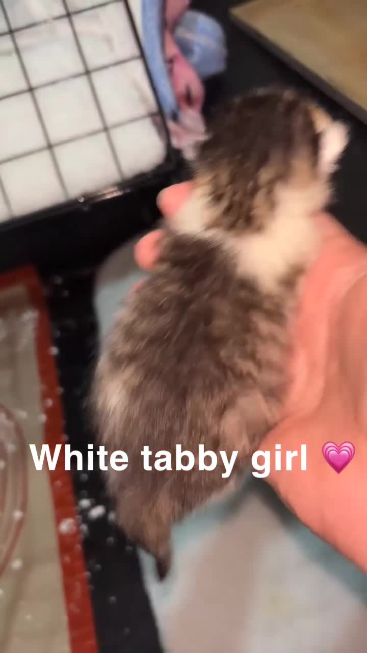 Mixed Breed cats for sale: Mixed breed kittens - Video 2