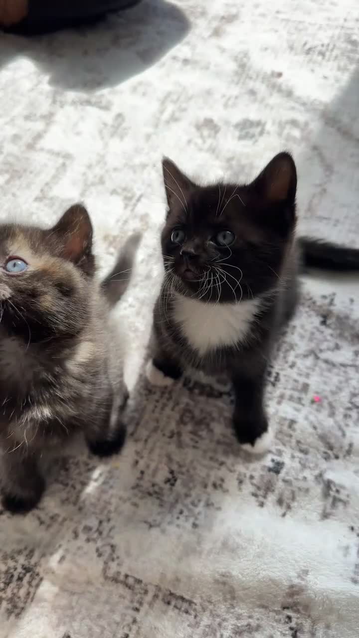 Mixed Breed cats for sale: Cute kittens - Video 3