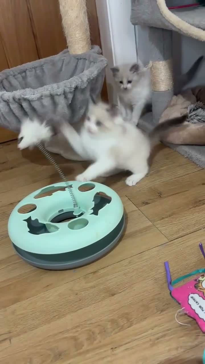 Ragdoll cats for sale: Last ragdoll boy - Video 1