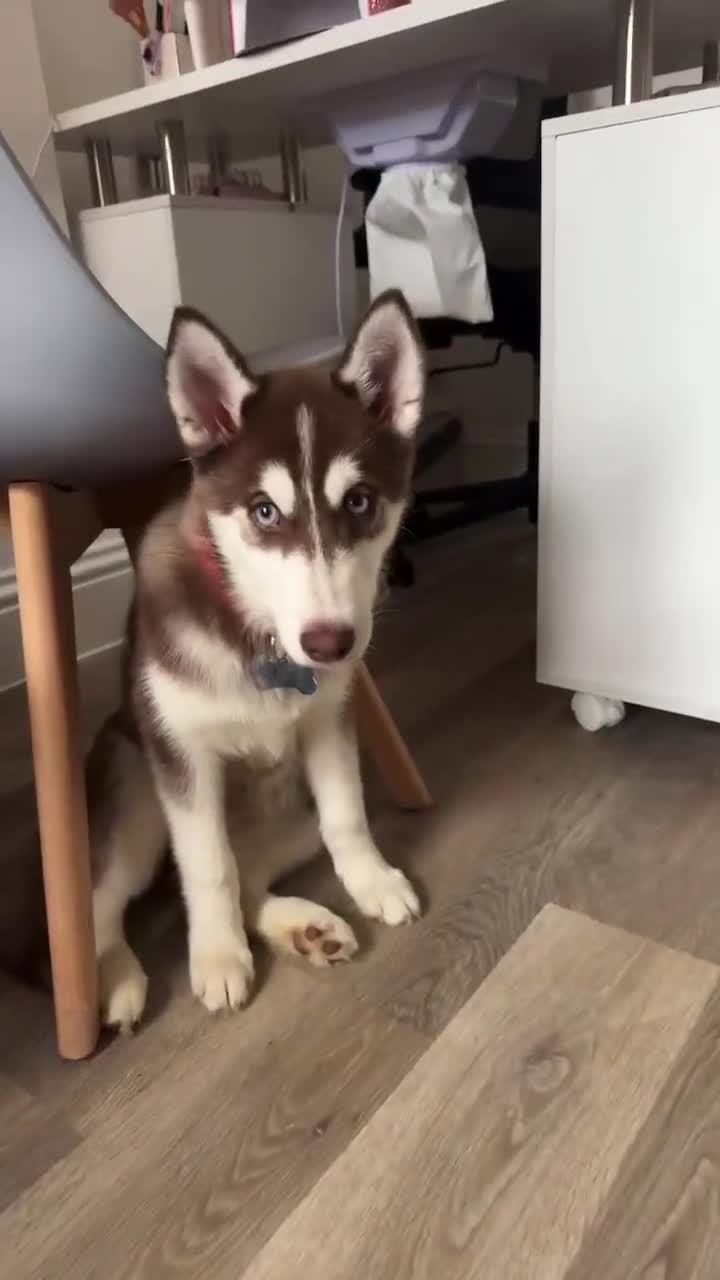 Siberian Husky dogs for sale: The beautifully husky puppy 🐶 - Video 1