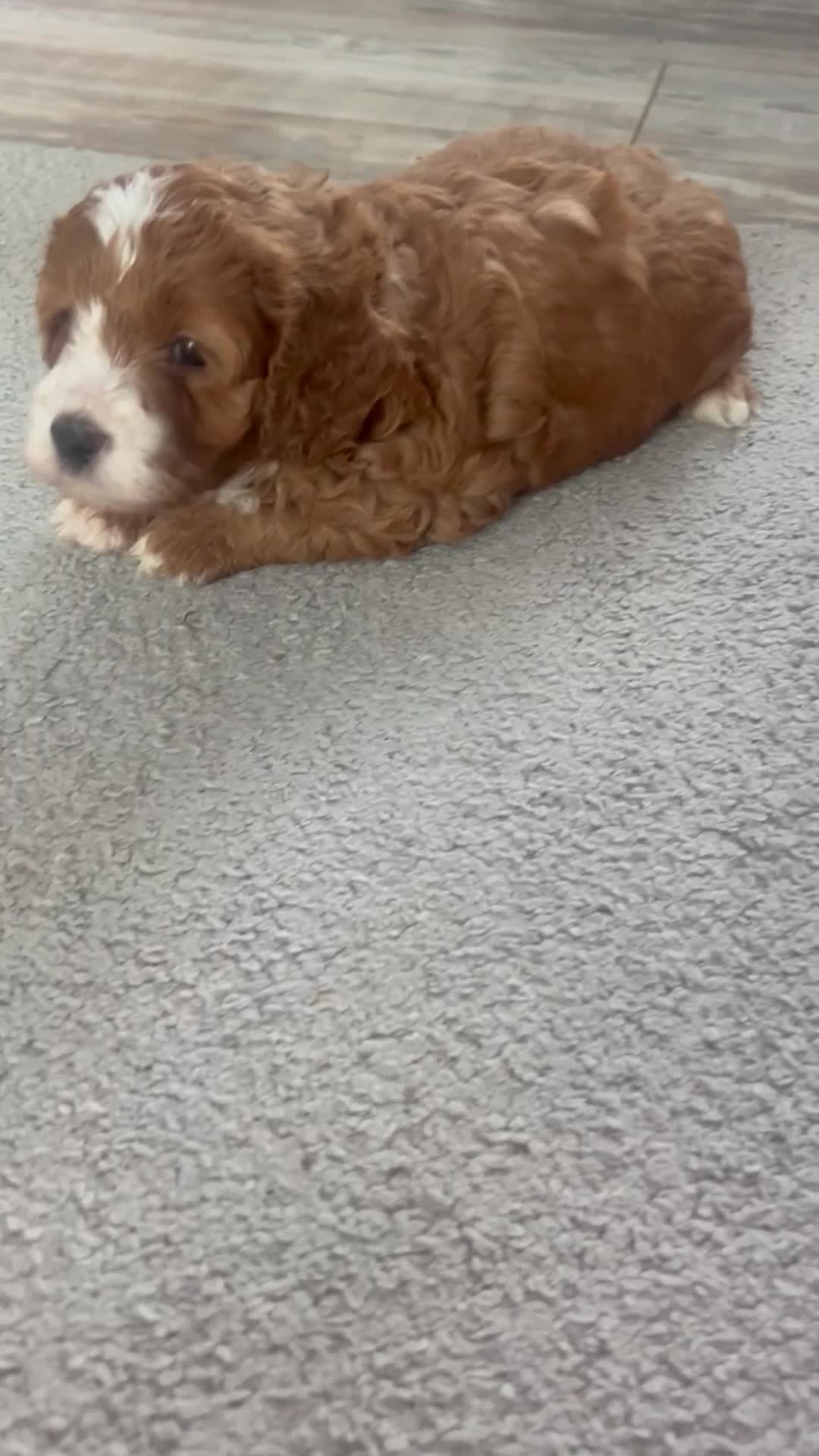 Cavapoo dogs for sale:  cavapoos f1b toy!!!  - Video 1