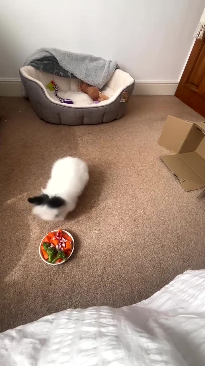 Lionhead rabbits for sale: LionHead Bunny - Video 2