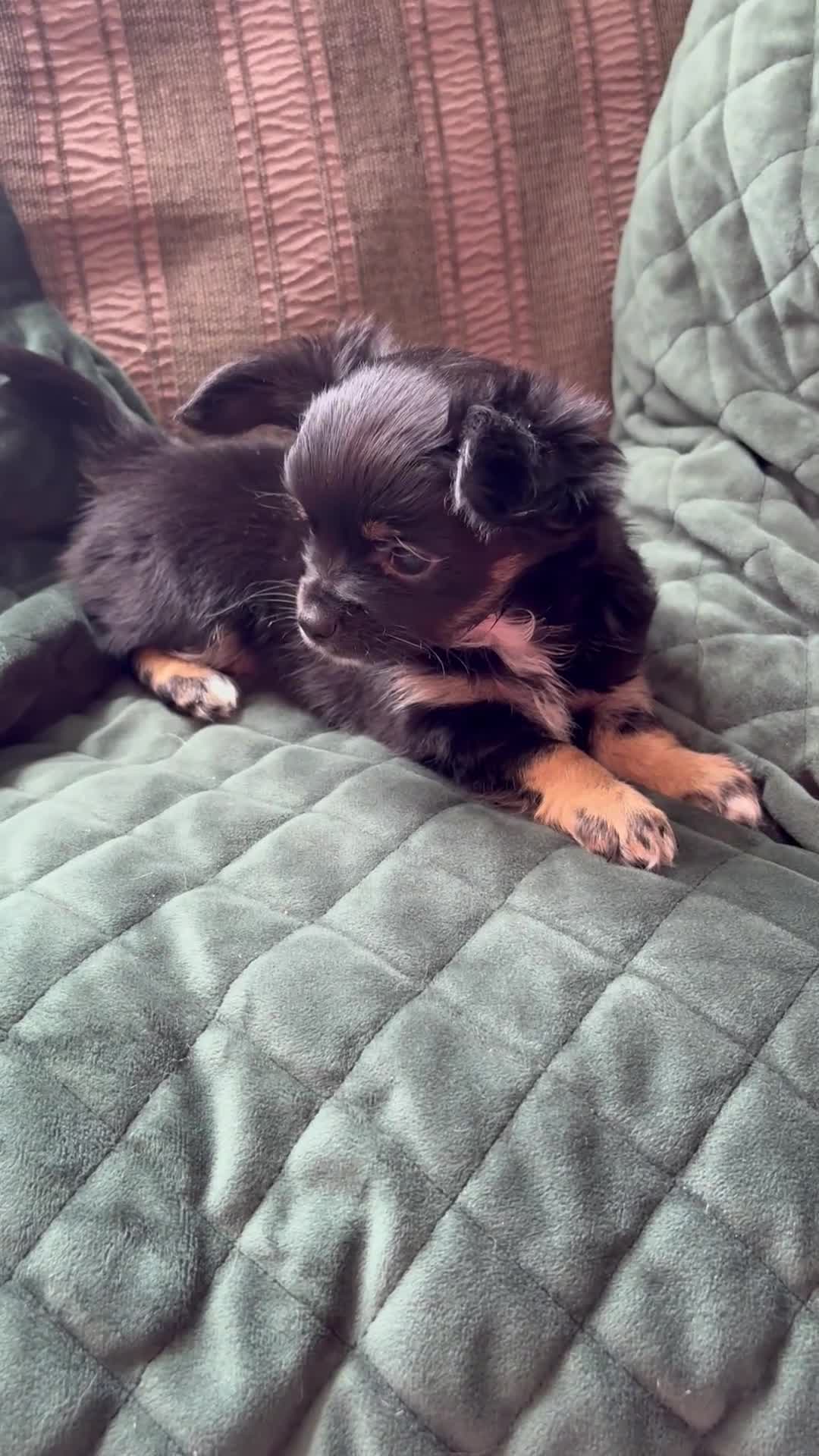 Chihuahua dogs for sale: Tiny Stunning Fluffy Chihuahua Puppy - Video 1