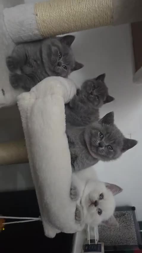 British Shorthair cats for stud: Lilac BSH proven STUD - Video 3