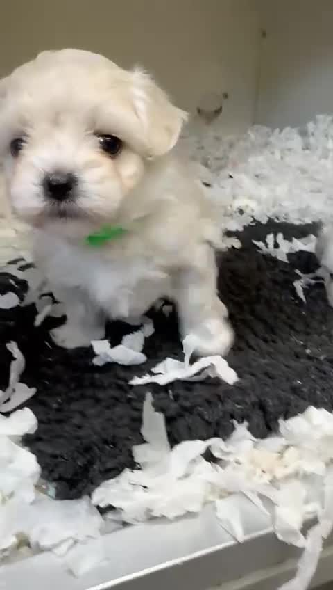 Maltipoo dogs for sale: Fully dna tested Maltipoos  - Video 3