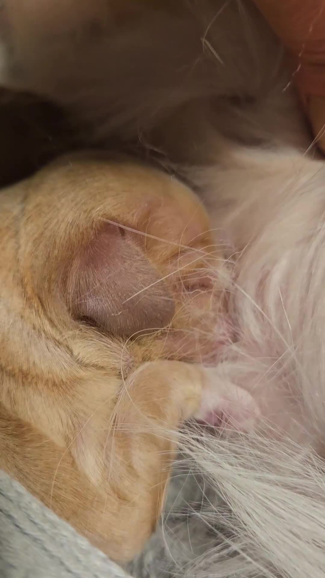 Mixed Breed dogs for sale: Adorable Cavapoo Puppies 🐶  - Video 1