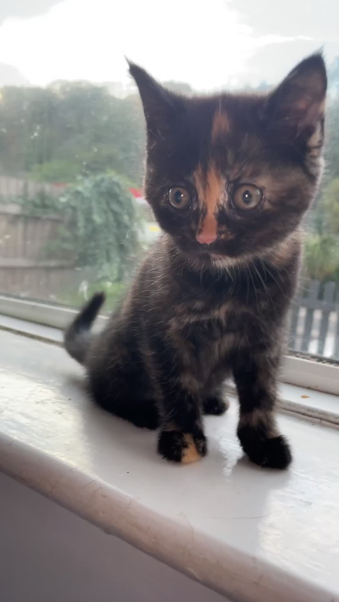 Mixed Breed cats for sale: Three beautiful kittens for sale  in Torquay - Video 3