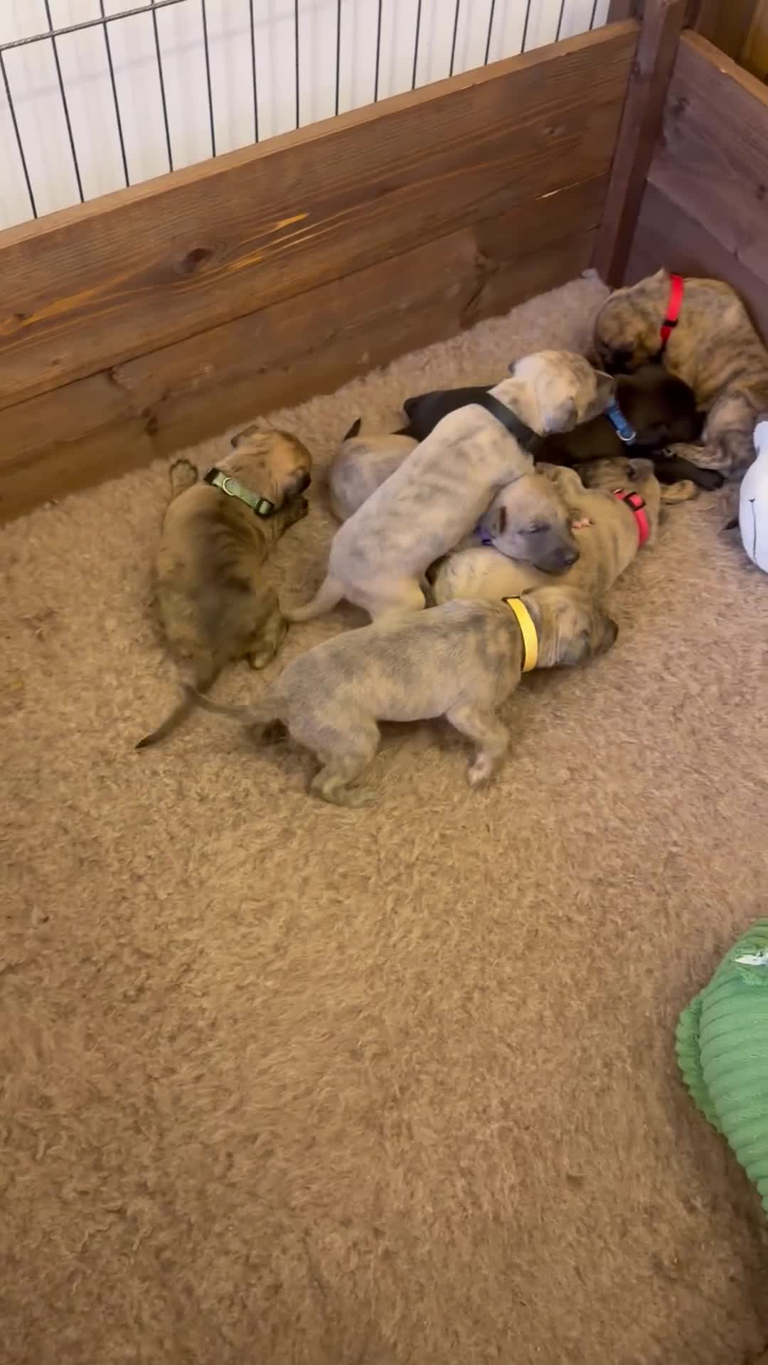 Whippet dogs for sale: Exceptionally bred KC whippets, only two left.  - Video 1