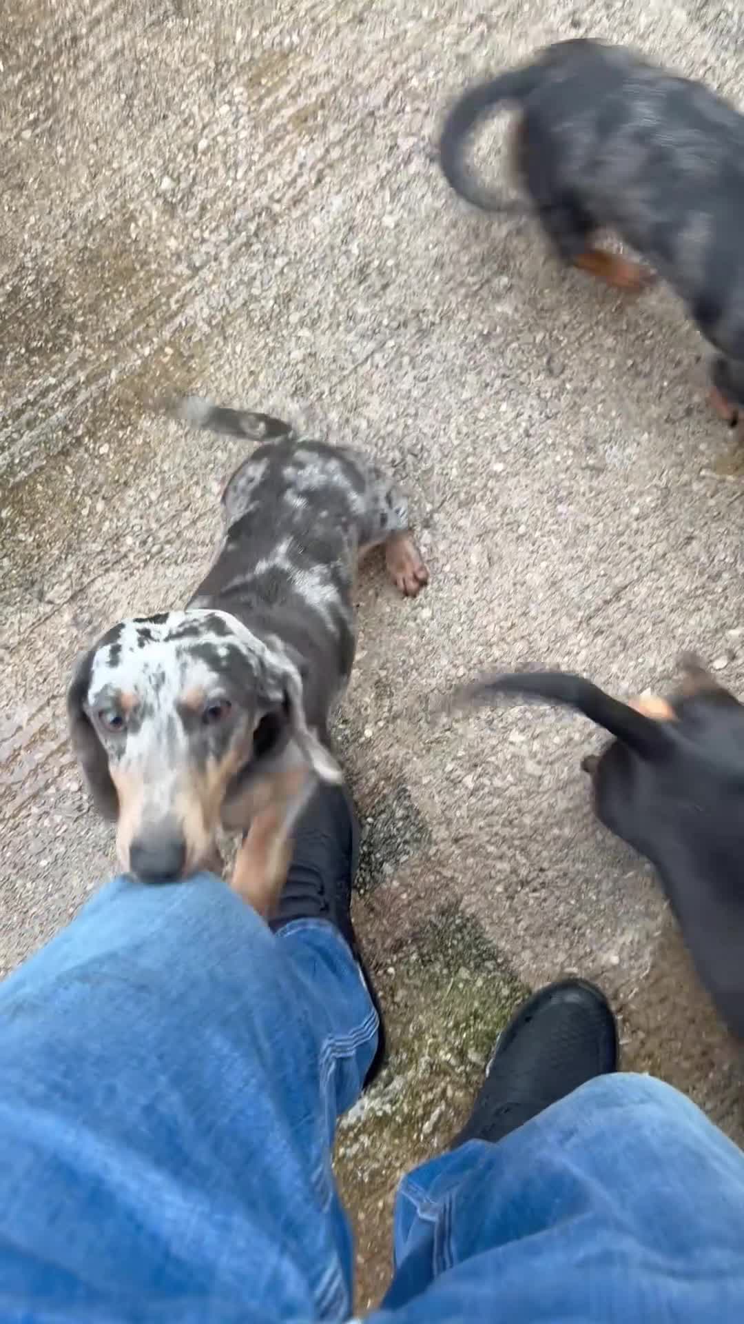 Miniature Dachshund dogs for sale: 3 dachshund for sale in Runcorn - Video 2