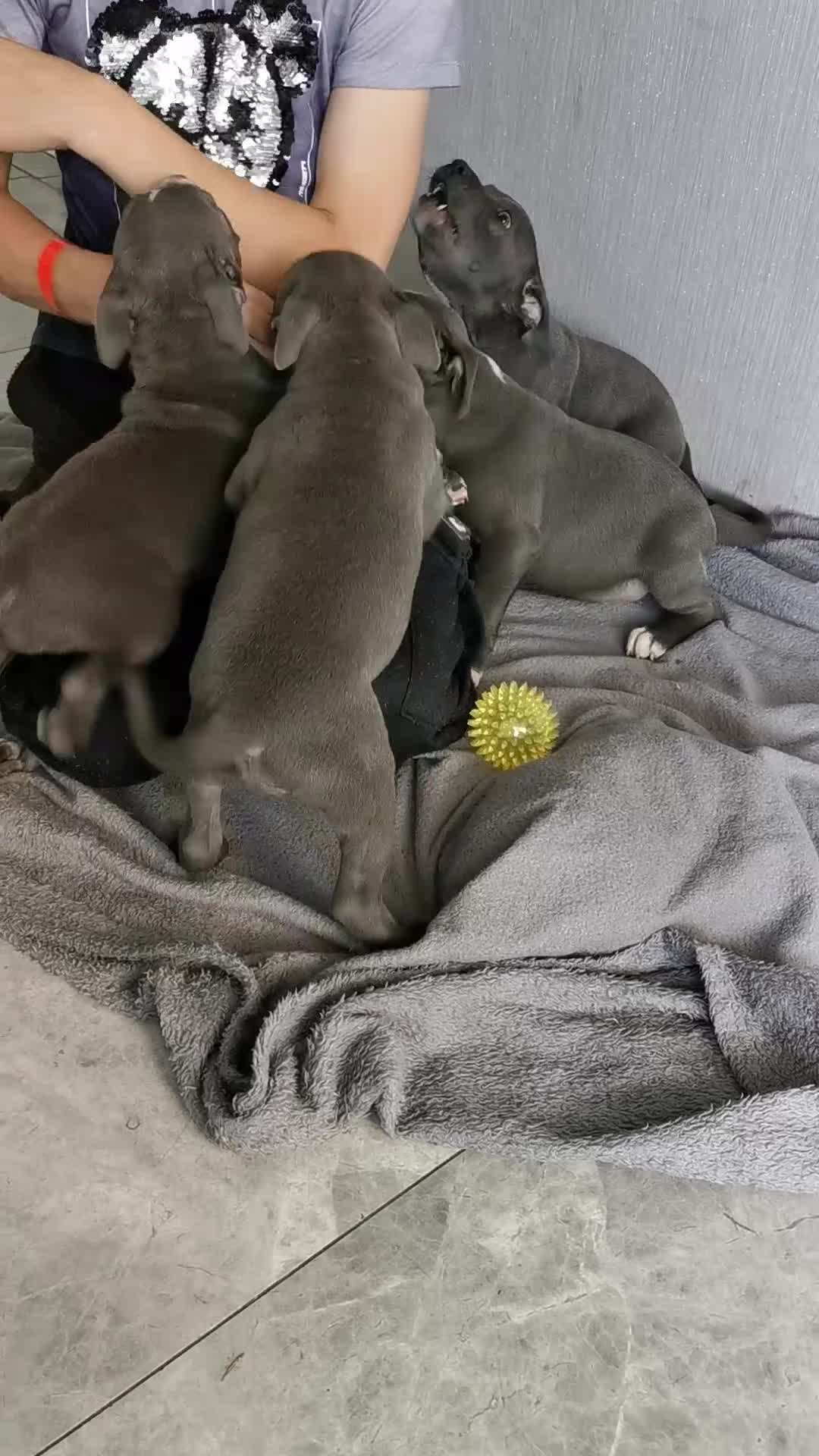 Staffordshire Bull Terrier dogs for sale: Beautiful Staffordshire bull terrier  - Video 5