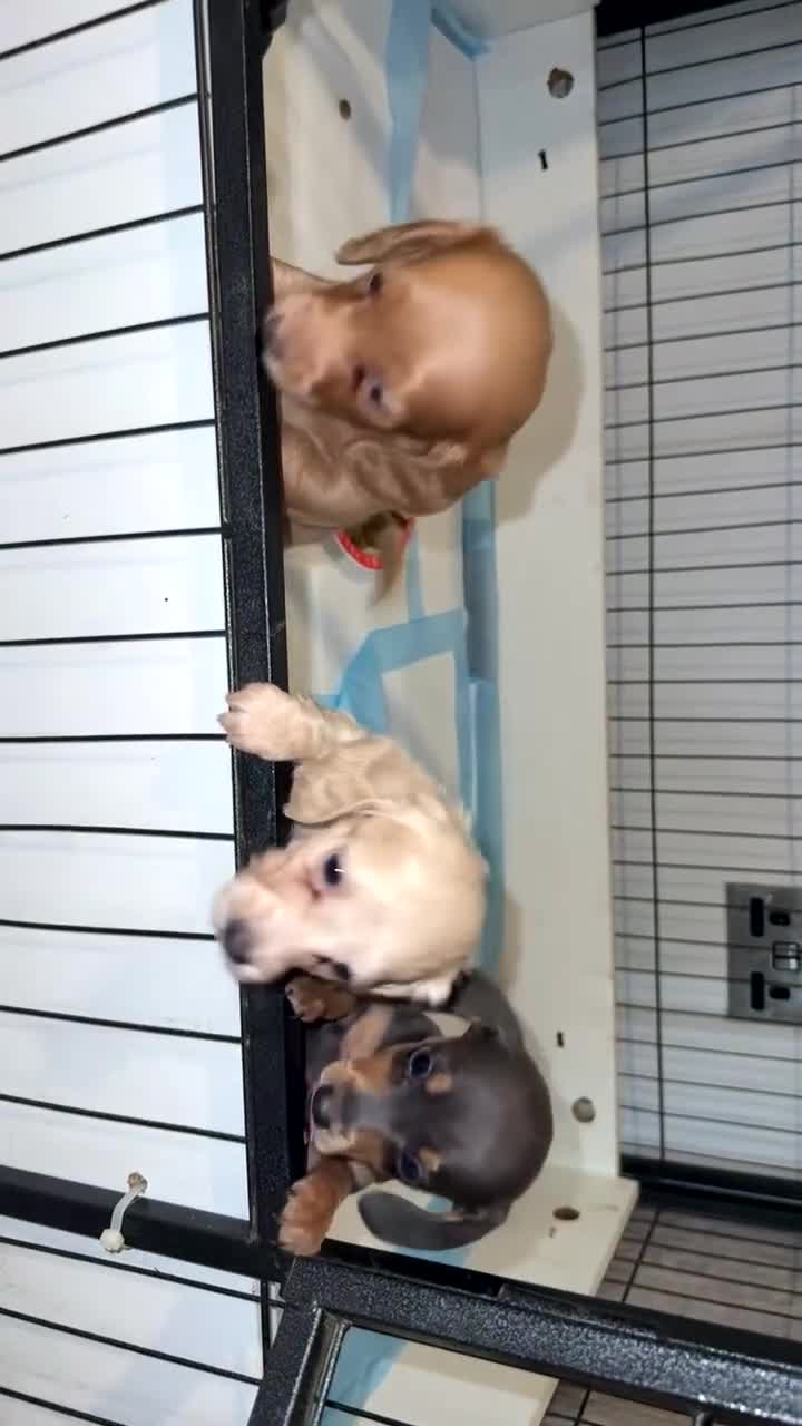 Miniature Dachshund dogs for sale: KC REGISTERED MINIATURE DACHSHUND PUPPIES in Ilkeston - Video 1