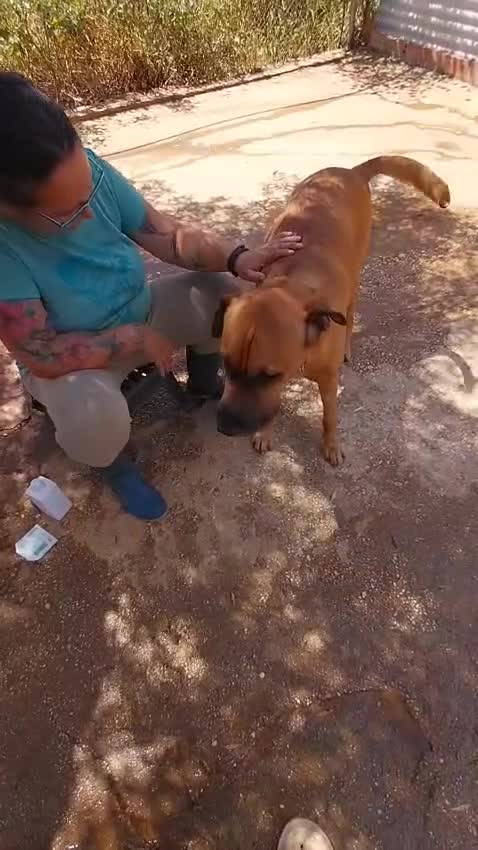 Mixed Breed dogs for adoption: Urgent 🚨 Home for Kobi  in Hengoed - Video 2