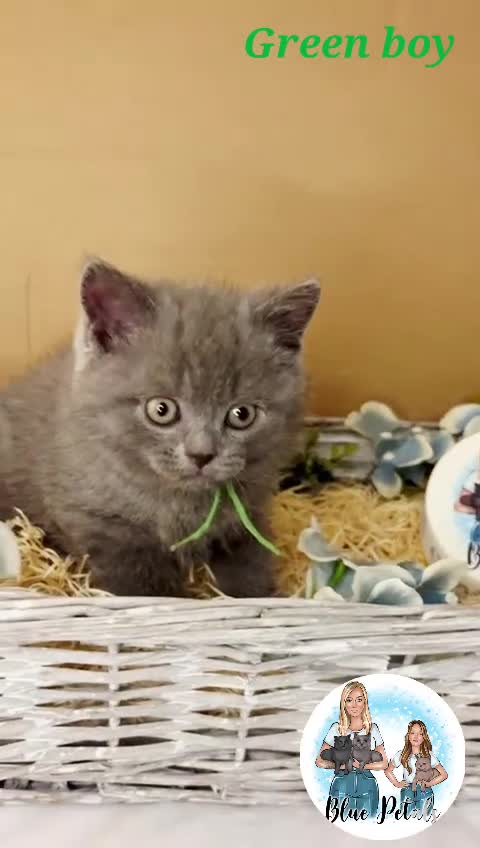 British Shorthair cats for sale: 4 beautiful British short hairs available  - Video 2