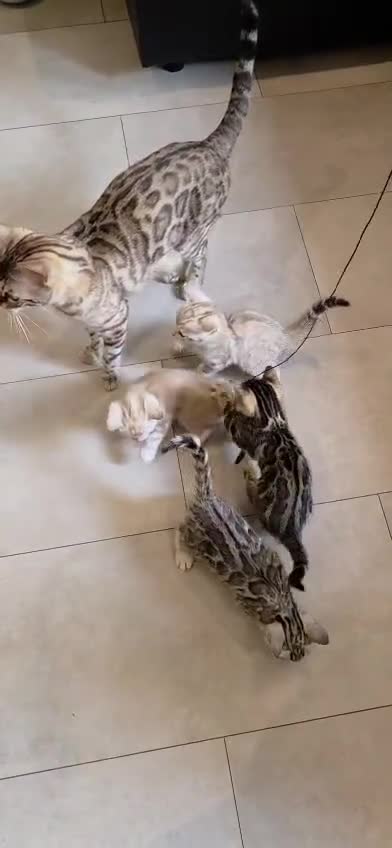 Bengal cats for sale: Pure Bengals Stunning Colour-ready for rezervation - Video 2