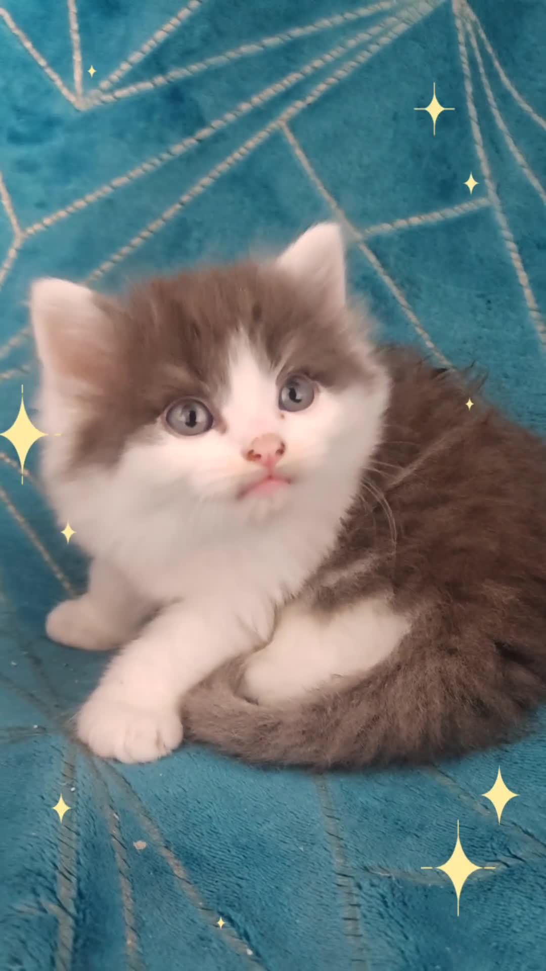 Mixed Breed cats for sale: Adorable half persian Kittens for Sale🐾 - Video 1