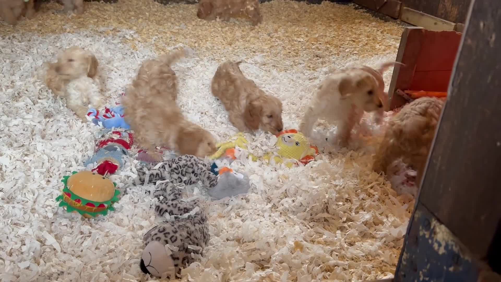 Cockapoo dogs for sale: F1 standard Cockapoo’s  - Video 1