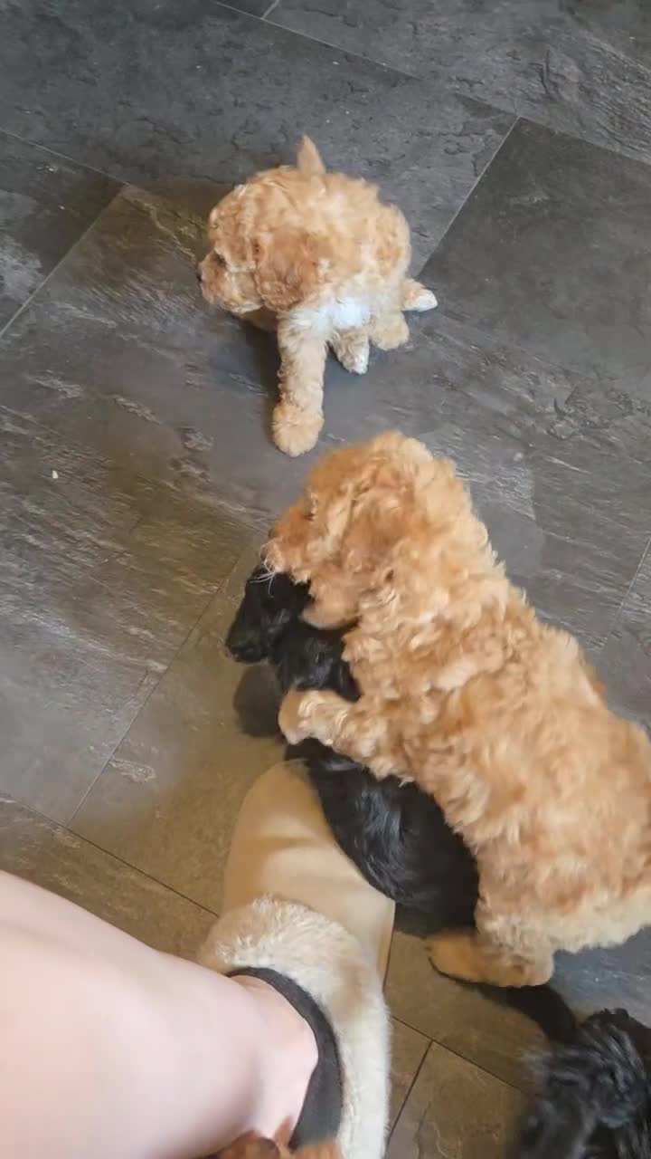 Mixed Breed dogs for sale: READY TO LEAVE!!PRICE REDUCED!! - Video 1