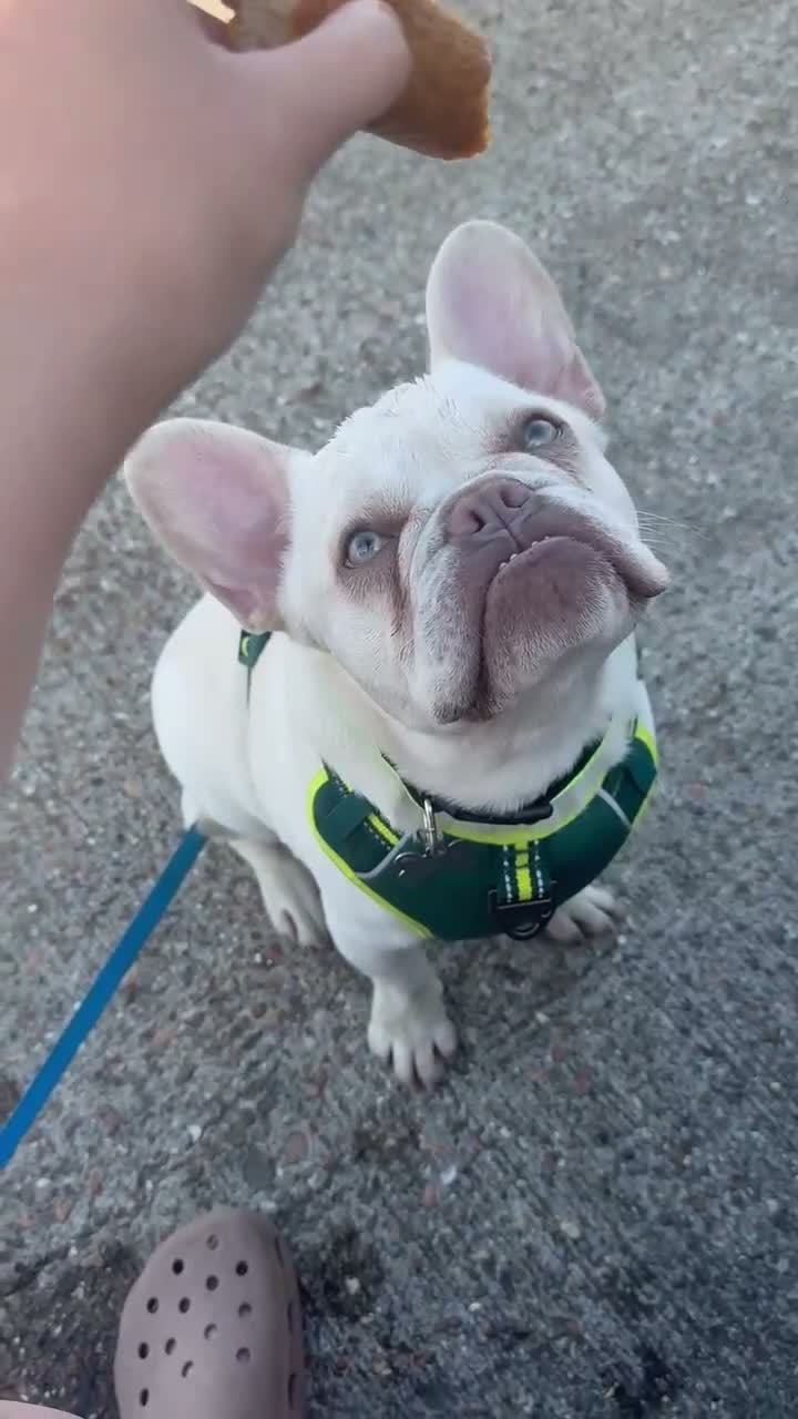 French Bulldog dogs for sale: 10 month old French bulldog  - Video 1