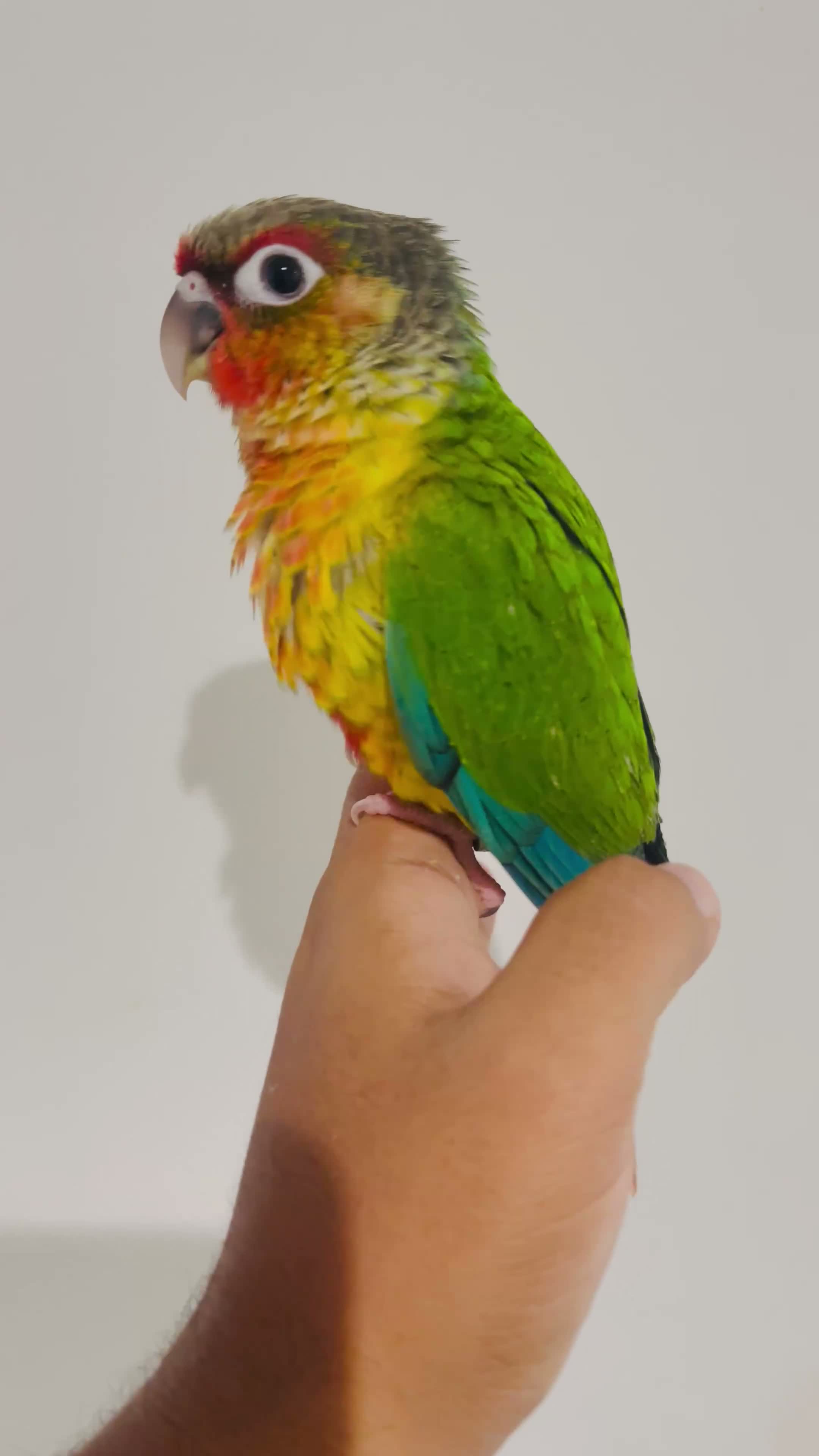 Conures birds for sale: Hand reared conures for sale  - Video 1