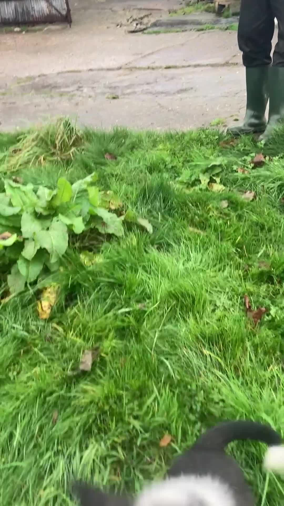 Border Collie dogs for sale: Playful pups - Video 2