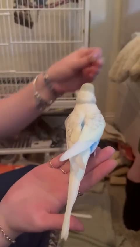 Budgerigars birds for sale: 3 male budgies with cage & toys - Video 1