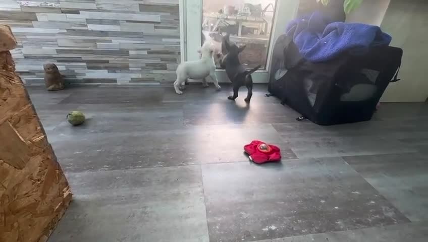 English Bull Terrier dogs for sale: English Bull Terriers Champion Bloodlines  - Video 4