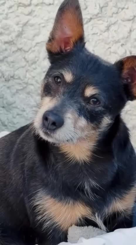 Jack Russell dogs for stud: Stud proven health checked - Video 1