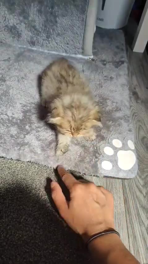 Scottish Fold cats for sale: 5 Scottish Folds - Video 2