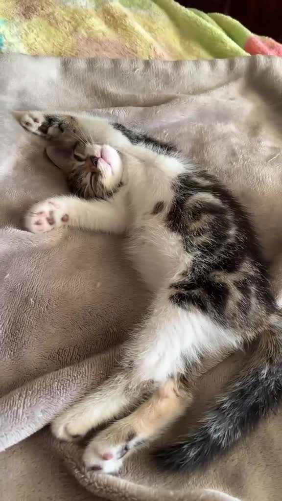 Mixed Breed cats for sale: 4 beautiful kittens 🐾 - Video 2