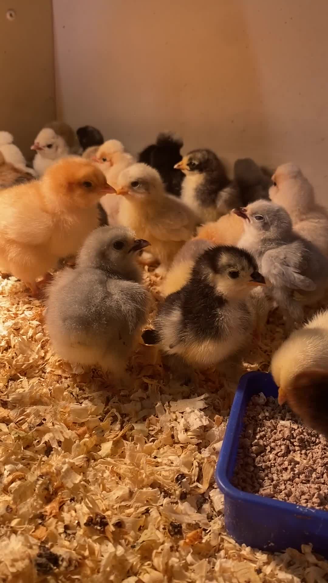 Chickens poultry for sale: Hatching eggs, Chicks & Ducklings - Video 1