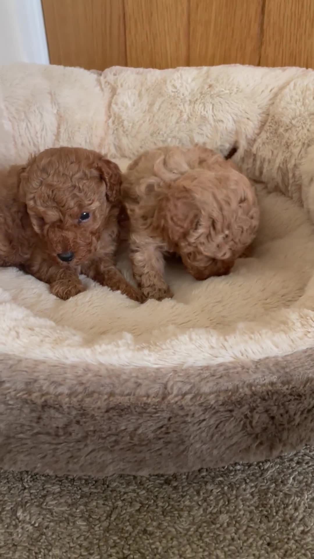 Toy Poodle dogs for sale: Royal Kennel Club Registered Toy Poodles  - Video 2